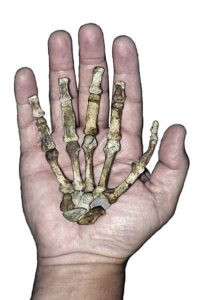 Fossile di mano omeride e presa di precisione